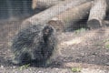 North American Porcupine at the Zoo Royalty Free Stock Photo