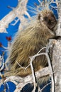 North American porcupine (Erethizon dorsatum) Royalty Free Stock Photo