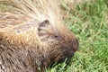 North American porcupine portrait Royalty Free Stock Photo