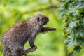 North American porcupine reaching for leaves Royalty Free Stock Photo