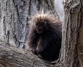 North American Porcupine sitting on large tree branch looking at camera square crop Royalty Free Stock Photo