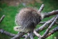 North American Porcupine sleeping on the tree Royalty Free Stock Photo
