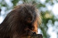 North American Porcupine Royalty Free Stock Photo