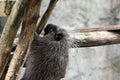 North american porcupine in zoo Royalty Free Stock Photo