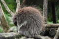 North american porcupine in zoo Royalty Free Stock Photo