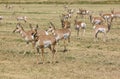 North American Pronghorn Royalty Free Stock Photo