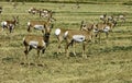 North American Pronghorn Royalty Free Stock Photo