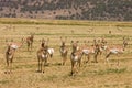 North American Pronghorn Royalty Free Stock Photo
