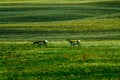 North American Pronghorns in the grass field Royalty Free Stock Photo