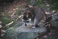 North American Raccoon or California Racoon standing on a rock Royalty Free Stock Photo