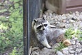 North American Raccoon Royalty Free Stock Photo