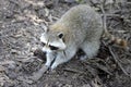 North American Raccoon Royalty Free Stock Photo