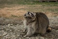 North American raccoon. Royalty Free Stock Photo