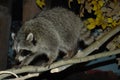 North American Raccoon Standing Upon Branch Royalty Free Stock Photo