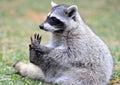 North american raccoon,yellowstone nat park Royalty Free Stock Photo