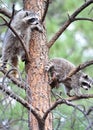 North american raccoons tree,yellowstone nat park Royalty Free Stock Photo