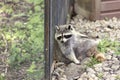 North American Racoon Royalty Free Stock Photo