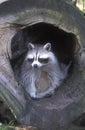 North American racoon, Procyon lotor Royalty Free Stock Photo