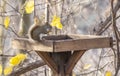 North American Red Squirrel Eating Bird Seed on a Tray Feeder Royalty Free Stock Photo