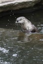 North american river otter Royalty Free Stock Photo