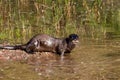 North American River Otter Royalty Free Stock Photo