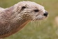 North American River Otter Royalty Free Stock Photo