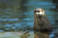 North american river otter Royalty Free Stock Photo