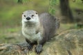North American river otter Royalty Free Stock Photo
