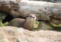 North American river otter Royalty Free Stock Photo