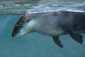 North American river otter Royalty Free Stock Photo