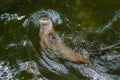 North American River Otter - Lontra canadensis Royalty Free Stock Photo