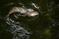 North American River Otter - Lontra canadensis Royalty Free Stock Photo