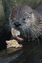 North American river otter Royalty Free Stock Photo