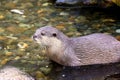 North American RIVER OTTER Lontra canadensis Royalty Free Stock Photo