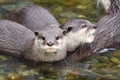 North American RIVER OTTER Lontra canadensis Royalty Free Stock Photo