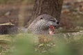 North American river otter, Lontra canadensis, laying in water and eating caught fish. Fish predator also known as common otter. Royalty Free Stock Photo