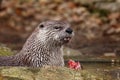 North American river otter, Lontra canadensis, laying in water and eating caught fish. Fish predator also known as common otter. Royalty Free Stock Photo