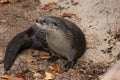 North American river otter Lontra canadensis 1 Royalty Free Stock Photo