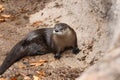 North American river otter Lontra canadensis 2 Royalty Free Stock Photo