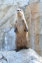 North American River Otter (Lontra canadensis pacifica) Royalty Free Stock Photo