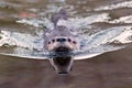 North American River Otter swimming towards camera Royalty Free Stock Photo
