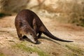 North American river otter, Lontra canadensis, sniffs about prey on sandy river bank. Brown fur coat animal. Royalty Free Stock Photo