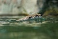 North American river otter, Lontra canadensis, swimming with head peaking out from water. Brown furry animal. Royalty Free Stock Photo