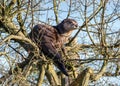 North American River Otter - Lontra canadensis in a tree. Royalty Free Stock Photo