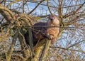 North American River Otter - Lontra canadensis in a tree. Royalty Free Stock Photo