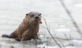 North American river otter (Lontra canadensis) in the wild, pokes up from ice of Ontario lake. Eating fish. Royalty Free Stock Photo