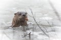 North American river otter (Lontra canadensis) in the wild, pokes up from ice of Ontario lake. Eating fish. Royalty Free Stock Photo