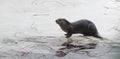 North American river otter (Lontra canadensis) in the wild, relaxes atop ice & spring corn snow on thawing Ontario lake.