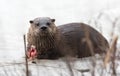 North American river otter (Lontra canadensis) in the wild.