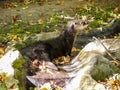 The North American river otter